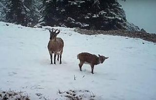 Aç kalan dağ keçilerinin yoncayla beslendiği anlar...