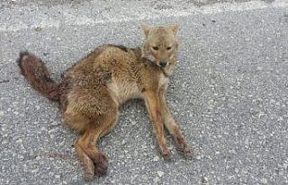 Adıyaman’da tilkiye otomobil çarptı