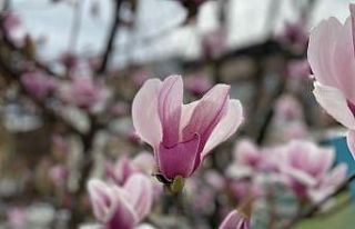 Ağaçlar çiçek açtı, Düzce’ye bahar geldi