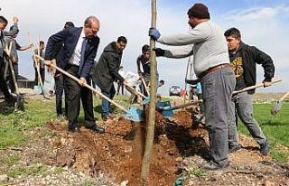 Akçakale’de yeşillendirme çalışmaları