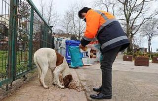Akçakoca’da sokak hayvanları unutulmadı