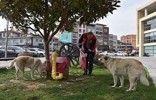 Akhisar’da sokak hayvanları unutulmadı