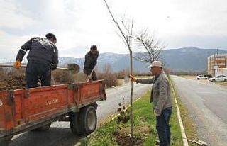 Akşehir’de ağaçlandırma ve budama çalışmaları...