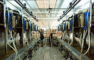 Amasya’da günlük 60 ton çiğ süt toplandı