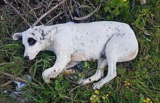 Anne köpeği ayağından vurdular