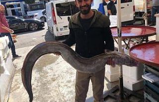 Antalya Körfezi’nden 3 metrelik yılan balığı...