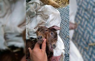 Antalya’da çift başlı oğlak dünyaya geldi