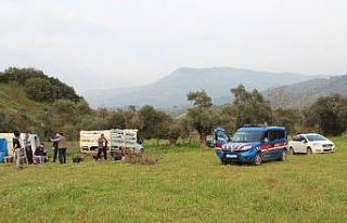 Arı ve balları ayılar değil hırsızlar yok etmiş