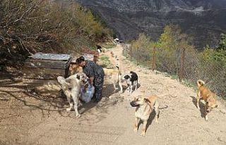 Artvin’de sokak hayvanları unutulmadı