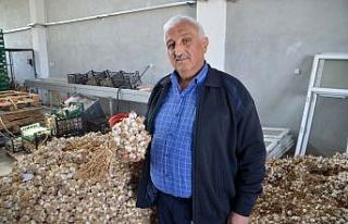 Bağışıklığı güçlendiren Kastamonu sarımsağı...