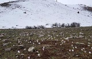 Baharın müjdecisi kardelenler Munzur’u süsledi