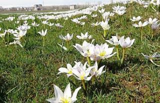 Baharın müjdecisi kardelenler Muş Ovası’nı...