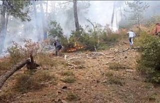 Balıkesir’de orman yangını