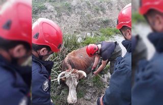 Bataklığa saplanan inek kurtarıldı