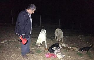 Bayat ekmekler sokak hayvanlarını besledi
