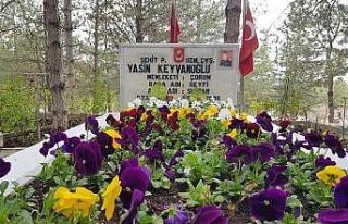 Belediye şehitliği çiçeklerle donattı