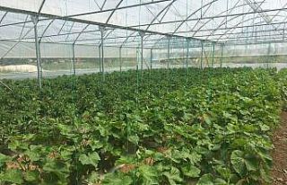 Beyşehir’de çiftçilere sera desteği imkanı