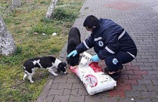 Biga Belediyesi sokak hayvanlarını unutmuyor