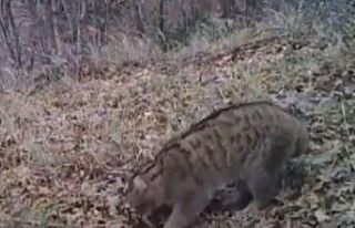 Bilecik’te ilk kez görüntülendi