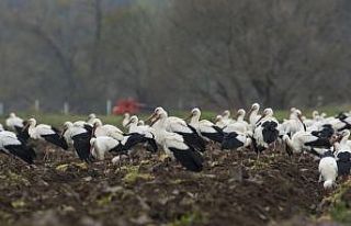Binlerce leylek Bursa’da mola verdi