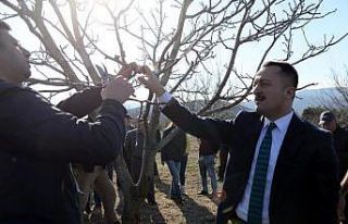 Bozüyük’te ’Ceviz budama’ etkinliği düzenledi
