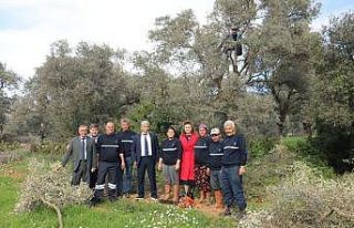 Budanan zeytin ağaçları, ihtiyaç sahiplerinin...