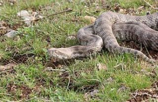 Burdur’da bulunan Koca Engerek Şanlıurfa bozkırlarında...