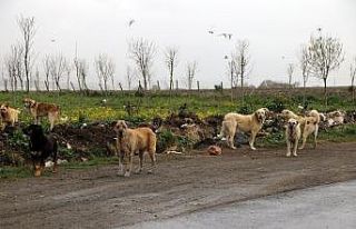 Büyükçekmece Belediyesi, sokak hayvanlarını unutmadı