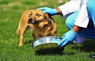 Büyükşehir’den can dostlara mama ve su takviyesi