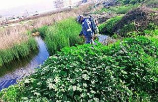 Büyükşehirden ilçelerde vektörel mücadele