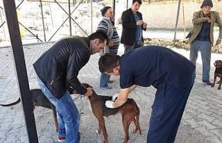 Çal’da bin 250 hayvana aşı yapıldı