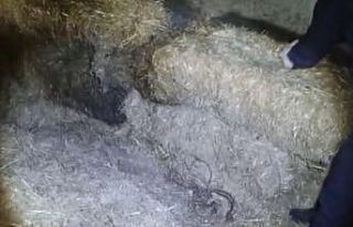 Çaldıkları kabloları samanlıkta sakladılar