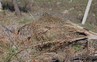 Çam kese kurtları ağaçlara zarar veriyor