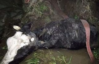 Çamura saplanan iki ineği itfaiye kurtardı