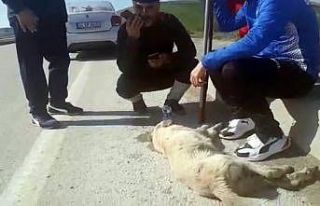 Çanakkale yolunda araba çarpan köpeğin yardımına...