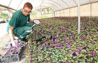 Çankaya Belediyesi evde kalan vatandaşlara menekşe...