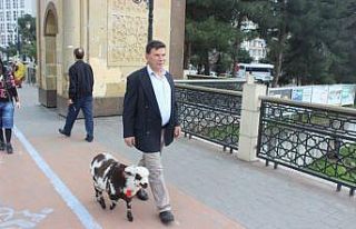 Çarşamba’nın göz bebeği kuzu “Kibrit”