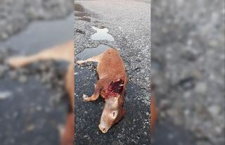 Cide’de ayı büyükbaş hayvanı telef etti