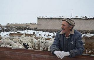 Çobanların soğuk havada ’Kuzu’ nöbeti