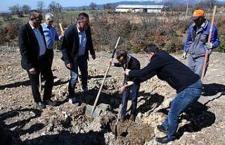 Çöplük, fidanlık oldu