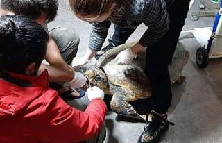 Deniz kaplumbağası kalp masajı ile hayata döndürüldü