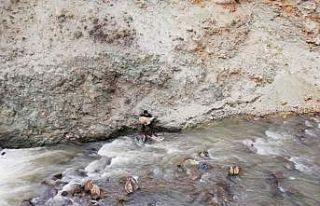 Dereye düşen köpek, itfaiye ekipleri ve vatandaşlar...