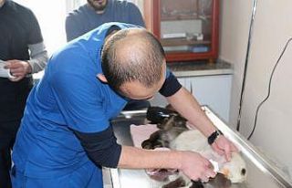 Dışkı yolu kapalı olan kuzusu için hastanenin...