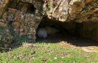 Diyarbakır’da 300 kilogram esrar ele geçirildi