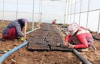 Doğu’nun seracılık merkezi Şanlıurfa oluyor