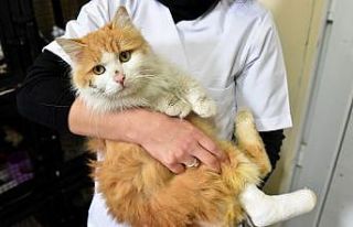 Duyarlı Eskişehir halkı engelli 32 kedi ve köpeği...