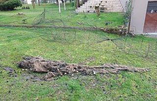 Düzce’de kaçak balık avlanmaya geçit yok