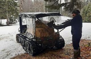 Düzce’de kış boyunca yaban hayvanlarına 10 ton...