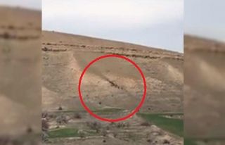 Elazığ’da domuz sürüsü görüntülendi