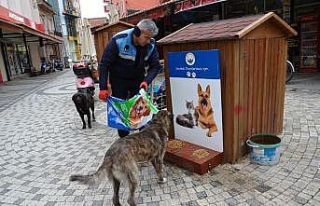 Ezine’de sokak hayvanları unutulmadı
